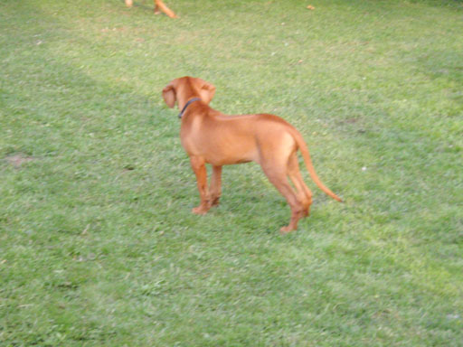 Gaius 37 months old Rhodesian Ridgeback