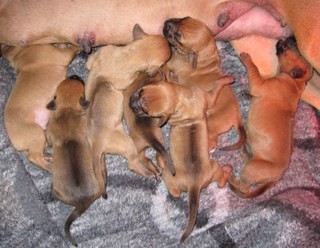 Rhodesian Ridgeback hvalpe 1 uge gamle