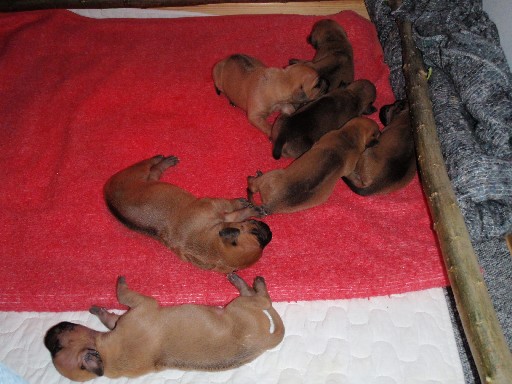 Rhodesian Ridgeback hvalpe 2 uger gamle