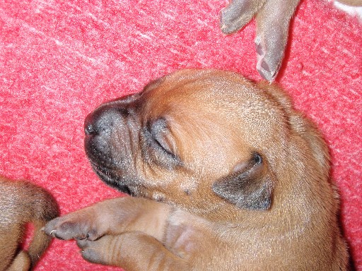 Rhodesian Ridgeback hvalpe 2 uger gamle