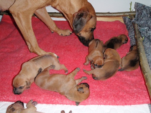 Rhodesian Ridgeback hvalpe 2 uger gamle