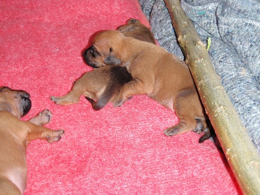 Rhodesian Ridgeback hvalpe 2 uger gamle