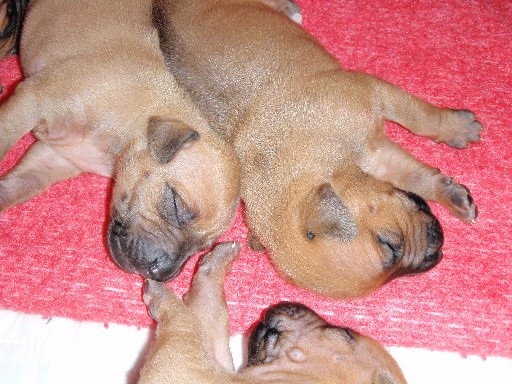 Rhodesian Ridgeback hvalpe 2 uger gamle