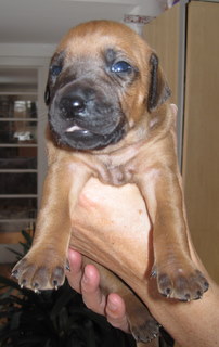 Rhodesian Ridgeback hvalpe 3 uger gamle