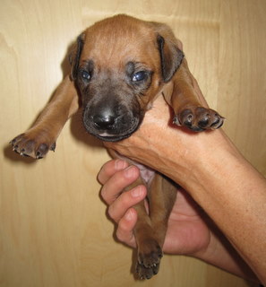 Rhodesian Ridgeback hvalpe 3 uger gamle