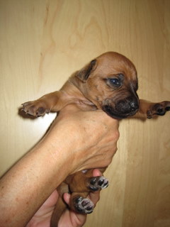 Rhodesian Ridgeback hvalpe 3 uger gamle