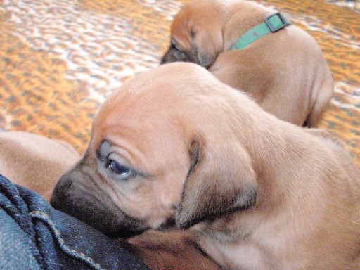 Rhodesian Ridgeback hvalpe 4 uger gamle