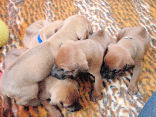 Rhodesian Ridgeback hvalpe 4 uger gamle