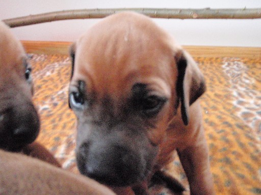 Rhodesian Ridgeback hvalpe 4 uger gamle