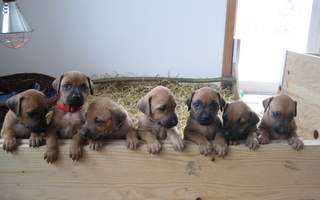 Rhodesian Ridgeback hvalpe 5 uger gamle