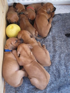 Rhodesian Ridgeback hvalpe 5 uger gamle