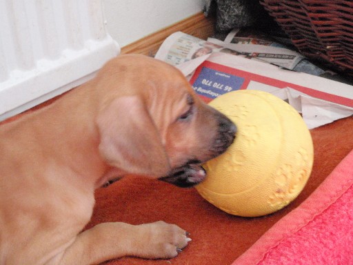 Rhodesian Ridgeback hvalpe 6 uger gamle