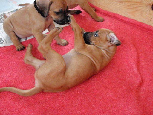 Rhodesian Ridgeback hvalpe 6 uger gamle