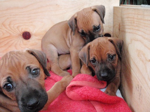 Rhodesian Ridgeback hvalpe 6 uger gamle