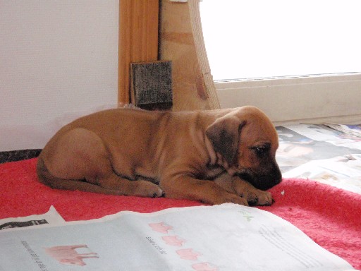 Rhodesian Ridgeback hvalpe 6 uger gamle