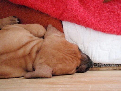 Rhodesian Ridgeback hvalpe 6 uger gamle