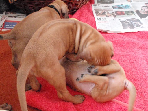 Rhodesian Ridgeback hvalpe 6 uger gamle