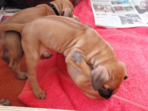 Rhodesian Ridgeback hvalpe 6 uger gamle