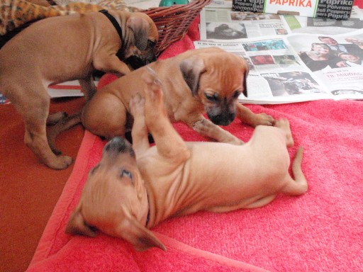 Rhodesian Ridgeback hvalpe 6 uger gamle