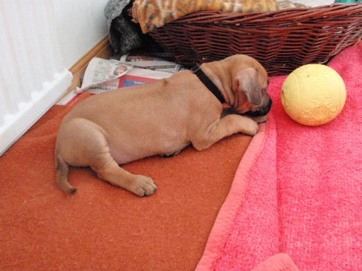 Rhodesian Ridgeback hvalpe 6 uger gamle