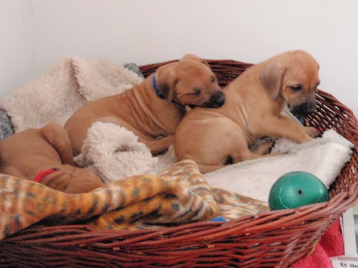 Rhodesian Ridgeback hvalpe 6 uger gamle