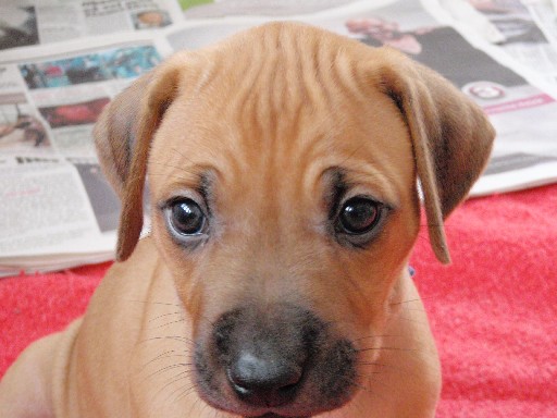 Rhodesian Ridgeback hvalpe 6 uger gamle