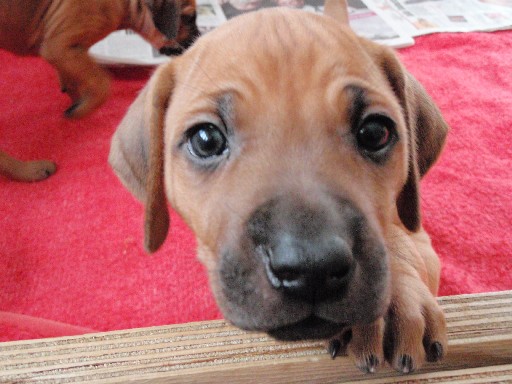 Rhodesian Ridgeback hvalpe 6 uger gamle