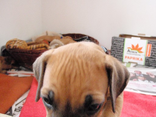 Rhodesian Ridgeback hvalpe 6 uger gamle