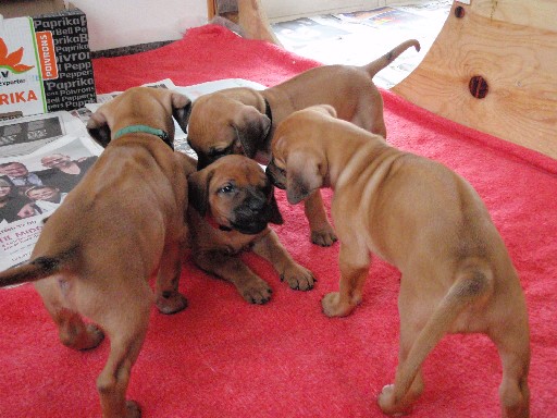 Rhodesian Ridgeback hvalpe 6 uger gamle