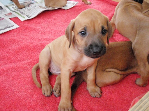 Rhodesian Ridgeback hvalpe 6 uger gamle