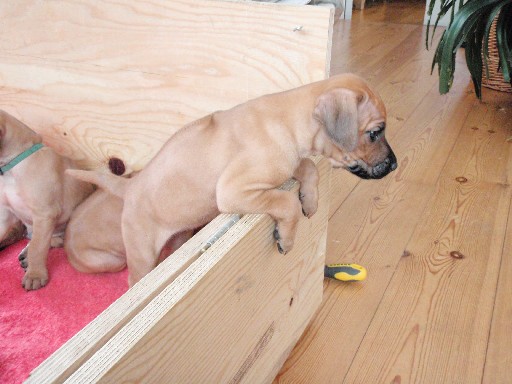 Rhodesian Ridgeback hvalpe 6 uger gamle