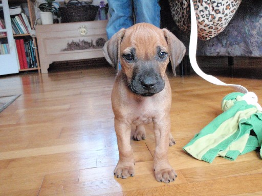 Rhodesian Ridgeback hvalpe 7 uger gamle