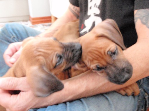 Rhodesian Ridgeback hvalpe 7 uger gamle