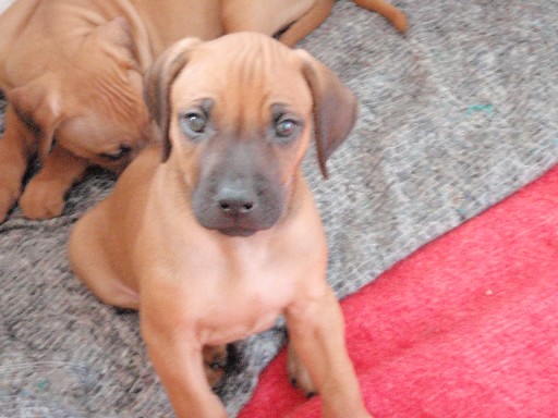 Rhodesian Ridgeback hvalpe 7 uger gamle