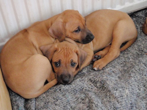 Rhodesian Ridgeback hvalpe 7 uger gamle