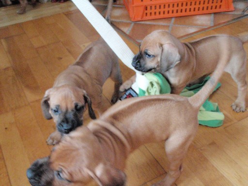 Rhodesian Ridgeback hvalpe 7 uger gamle