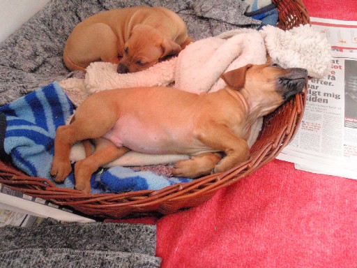 Rhodesian Ridgeback hvalpe 7 uger gamle