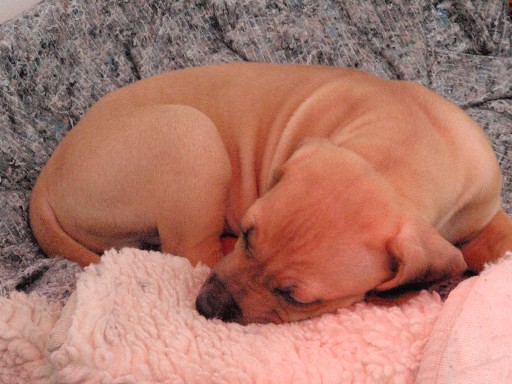 Rhodesian Ridgeback hvalpe 7 uger gamle