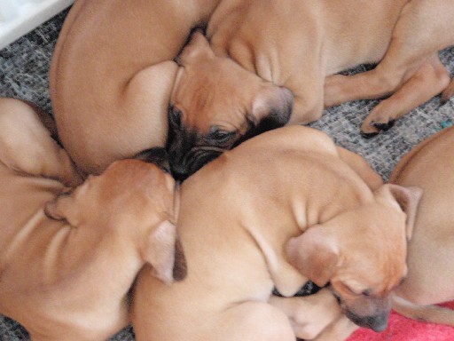 Rhodesian Ridgeback hvalpe 7 uger gamle