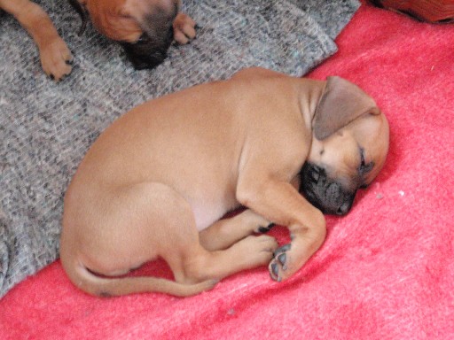 Rhodesian Ridgeback hvalpe 7 uger gamle