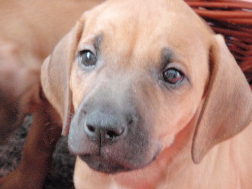 Rhodesian Ridgeback hvalpe 7 uger gamle