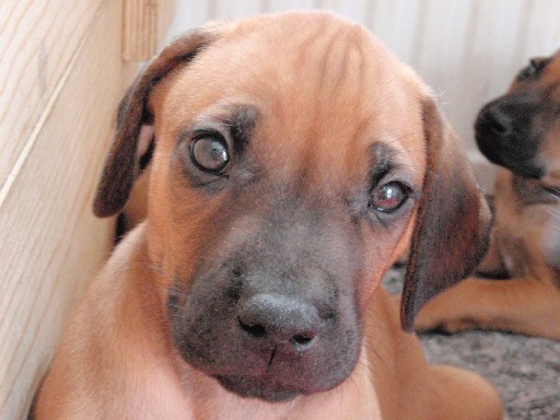 Rhodesian Ridgeback hvalpe 7 uger gamle