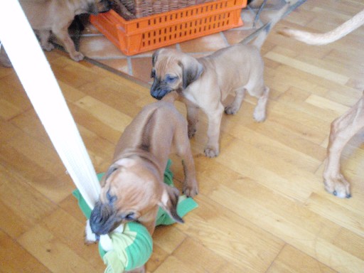 Rhodesian Ridgeback hvalpe 7 uger gamle