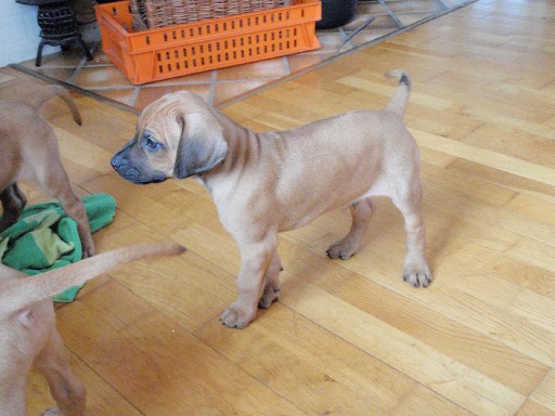 Rhodesian Ridgeback hvalpe 7 uger gamle