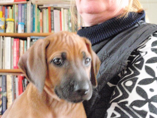 Rhodesian Ridgeback hvalpe 8 uger gamle