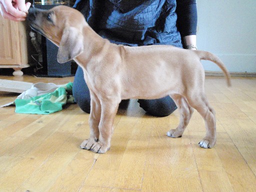 Rhodesian Ridgeback hvalpe 8 uger gamle