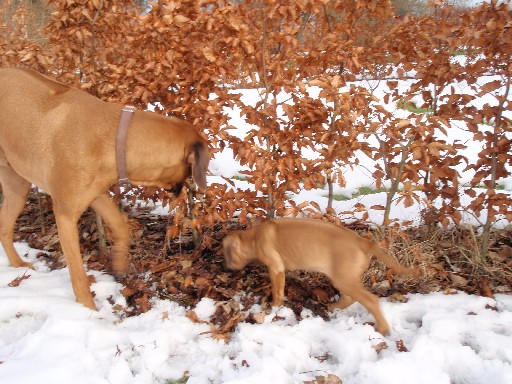 Rhodesian Ridgeback hvalpe 8 uger gamle