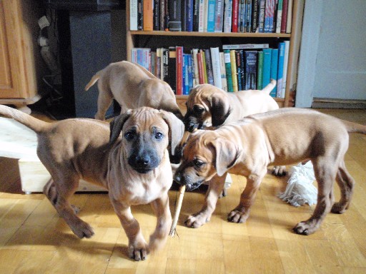 Rhodesian Ridgeback hvalpe 8 uger gamle