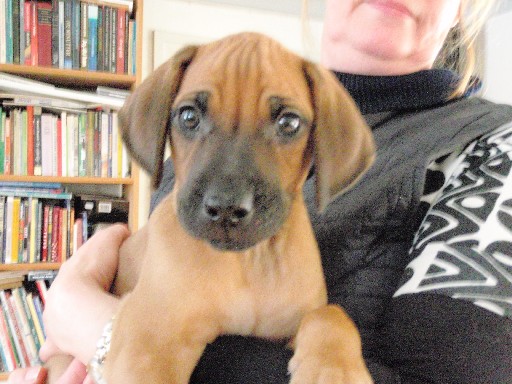 Rhodesian Ridgeback hvalpe 8 uger gamle