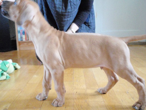 Rhodesian Ridgeback hvalpe 8 uger gamle